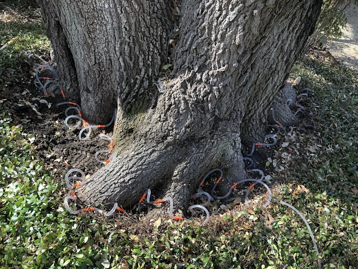 Detailed Shrub and Hedge Trimming job site in Yellow Pine